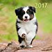 DOGS 2017