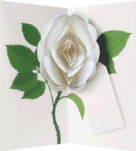 SIMPLY A ROSE WHITE POP UP