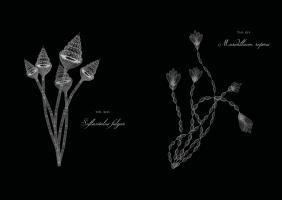 HERBARIUM MICROSCOPICUM