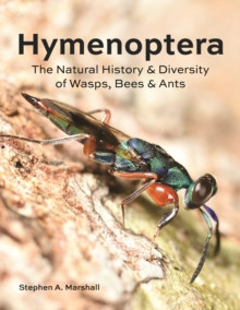 HYMENOPTERA