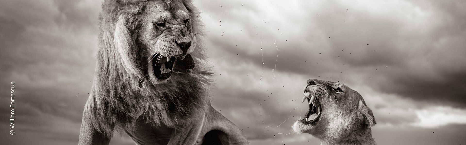 WILDLIFE PHOTOGRAPHER OF THE YEAR PORTFOLIO 34