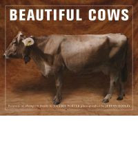 BEAUTIFUL COWS