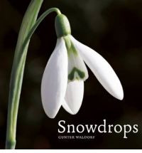 SNOWDROPS