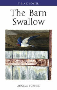 BARN SWALLOW (RONDINE)