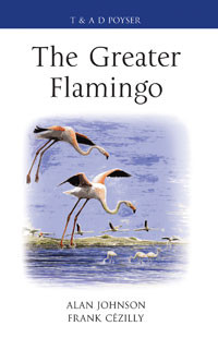 GREATER FLAMINGO