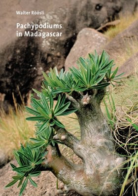 PACHYPODIUMS IN MADAGASCAR