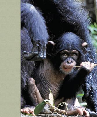 MOTHER AND CHILD WILDLIFE PHOTOGRAPHER