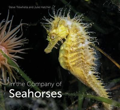 IN THE COMPANY OF SEAHORSES