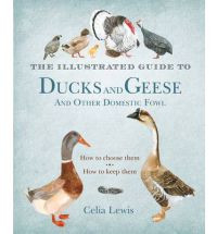 DUCKS AND GEESE