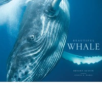 BEAUTIFUL WHALE