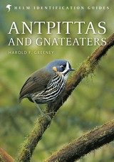 ANTPITTAS AND GNATEATERS
