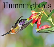 HUMMINGBIRDS 2011