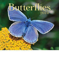BUTTERFLIES 2014