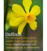 DAFFODIL