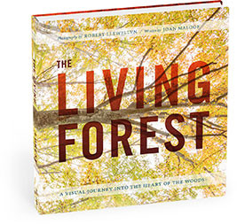 THE LIVING FOREST