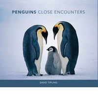 PENGUINS CLOSE ENCOUNTERS