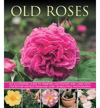 OLD ROSES