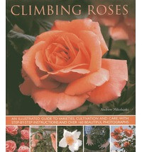 CLIMBING ROSES