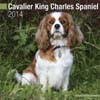 CAVALIER KING CHARLES SPANIEL 2014