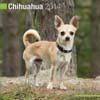 CHIHUAHUA 2014