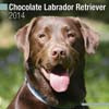 CHOCOLATE LABRADOR RETRIEVER 2014