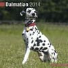DALMATIAN 2014