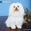 MALTESE 2014
