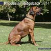 RHODESIAN RIDGEBACK 2014