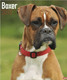BOXER 2015