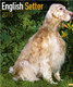 ENGLISH SETTER 2015