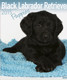 BLACK LABRADOR RETRIEVER 2015