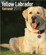 YELLOW LABRADOR 2015