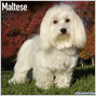 MALTESE 2015