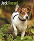 JACK RUSSELL 2015