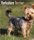 YORKSHIRE TERRIER 2015