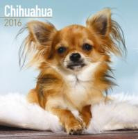 CHIHUAHUA 2016