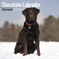 CHOCOLATE LABRADOR RETRIEVER 2016