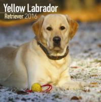 YELLOW LABRADOR CALENDAR 2016