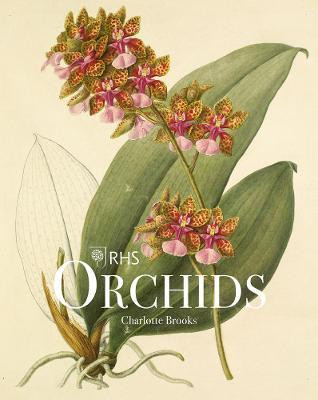 RHS ORCHIDS