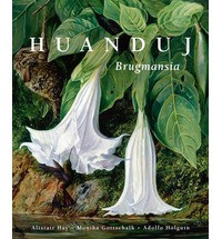 HUANDUJ BRUGMANSIA