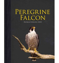 PEREGRINE FALCON