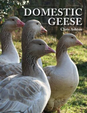 DOMESTIC GEESE
