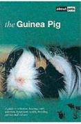 GUINEA PIG
