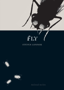 FLY