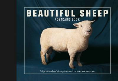 BEAUTIFUL SHEEP