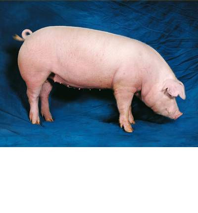 BEAUTIFUL PIGS NOTECARDS