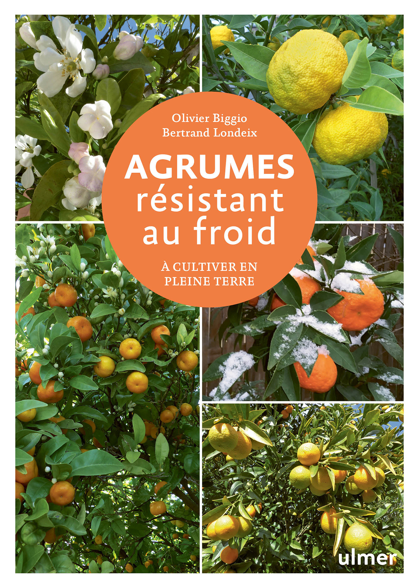 AGRUMES RESISTANT AU FROID