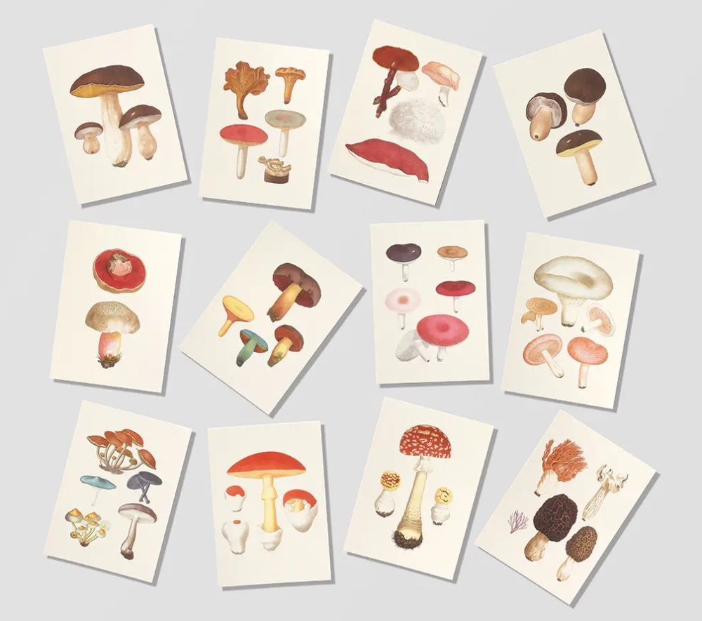 EDIBLE AND POISONOUS MUSHROOMS POSTCARDS
