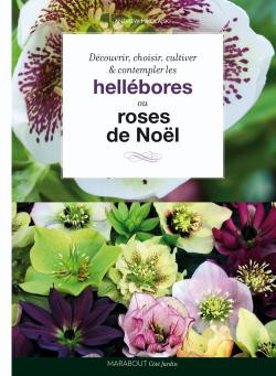 HELLEBORES OU ROSES DE NOEL
