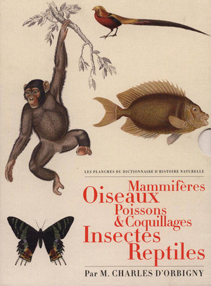 LES PLANCHES DU DICTIONNAIRE D HISTOIRE NATURELLE